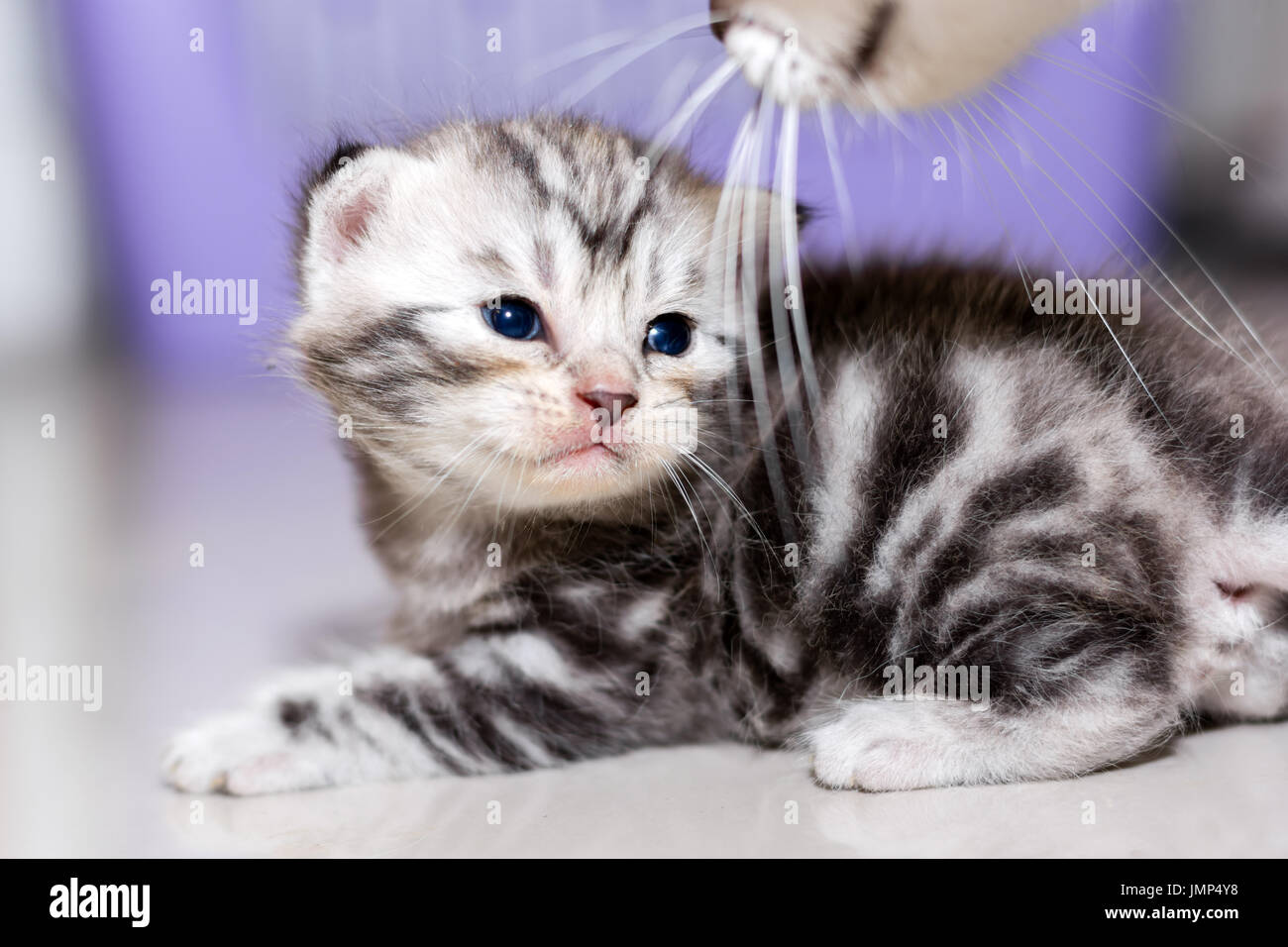 Cute American Shorthair Kitten Sitting On The Floor And Looking To