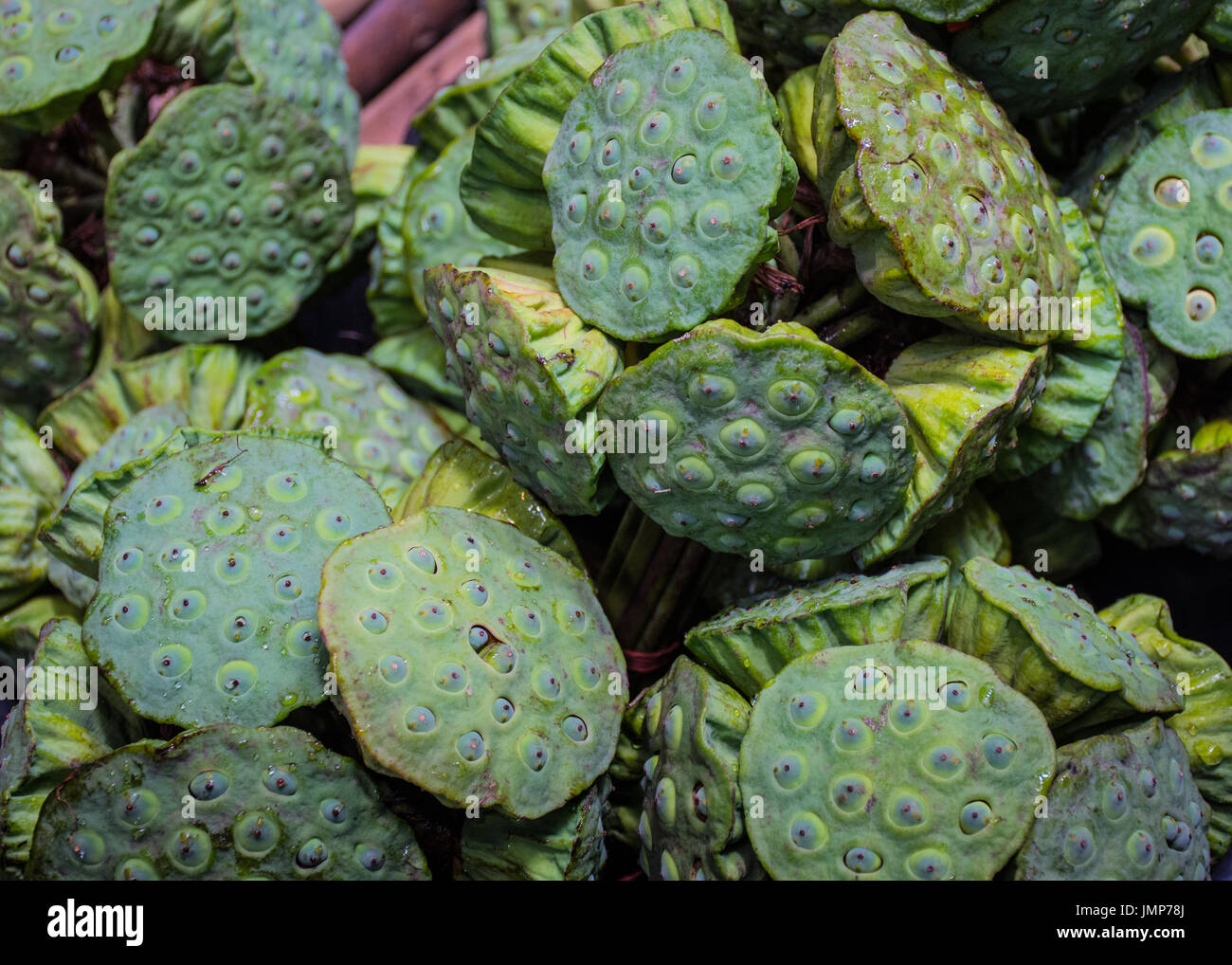 Lotus fruit hires stock photography and images Alamy