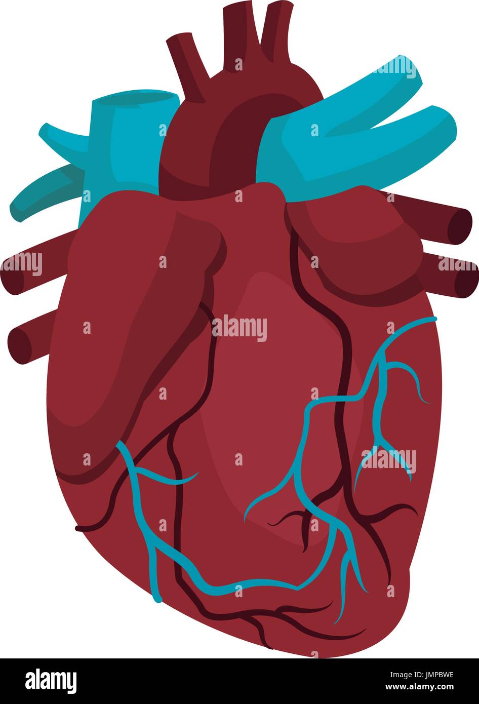 Anatomy of the human heart medical illustration Stock Vector Image ...