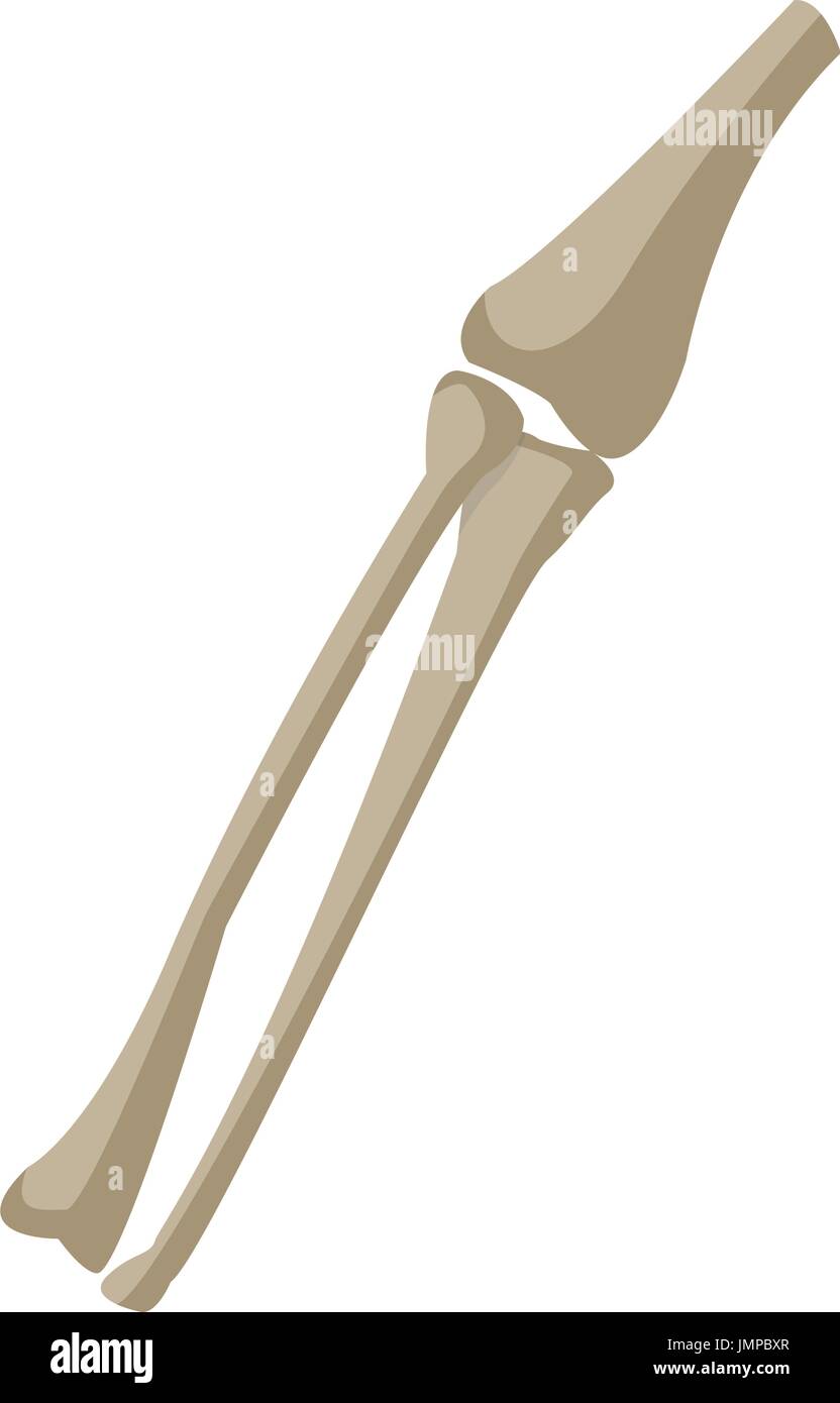 Leg Bones Tibia and Fibula medicine Stock Vector Image & Art - Alamy