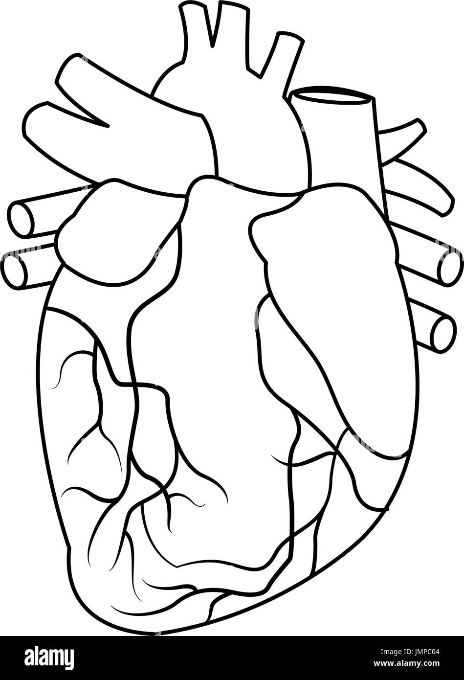 Anatomy of the human heart illustration Stock Vector