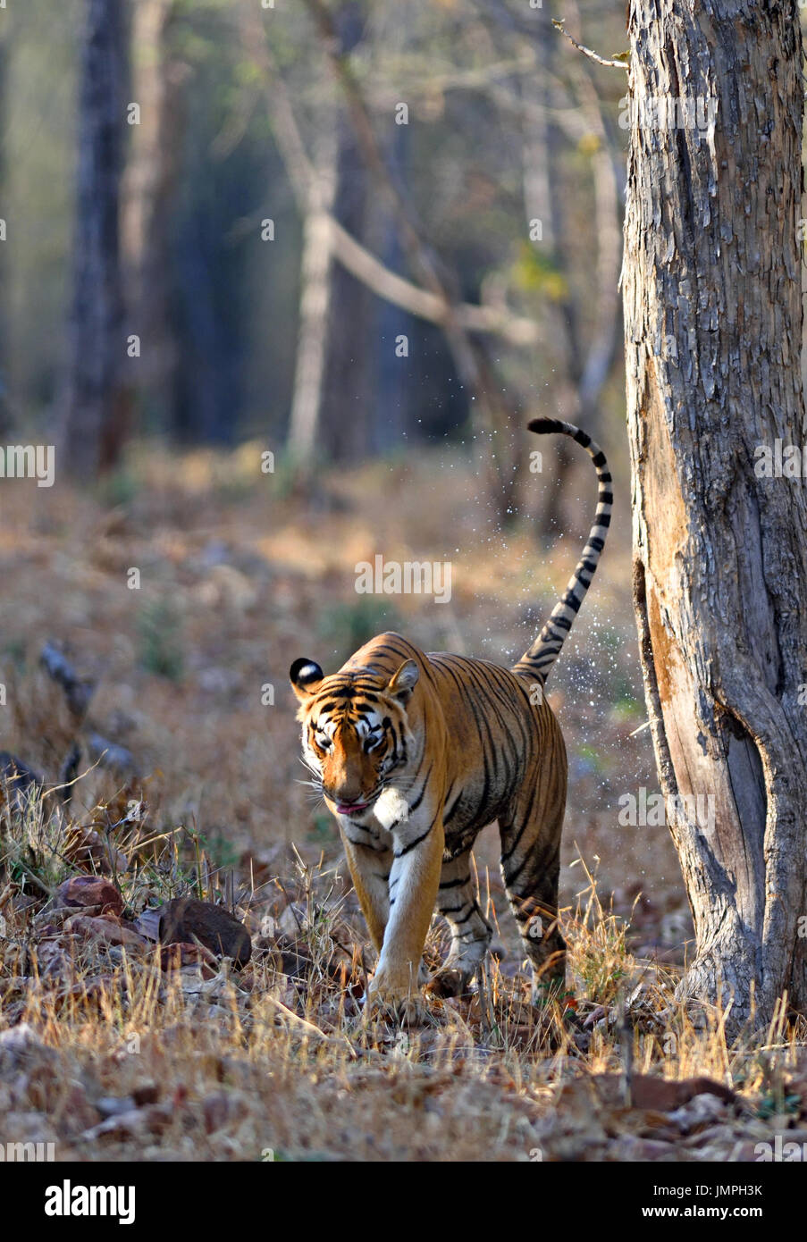 Tiger (Panthera tigris) Pheromone spray to mark territory Stock Photo