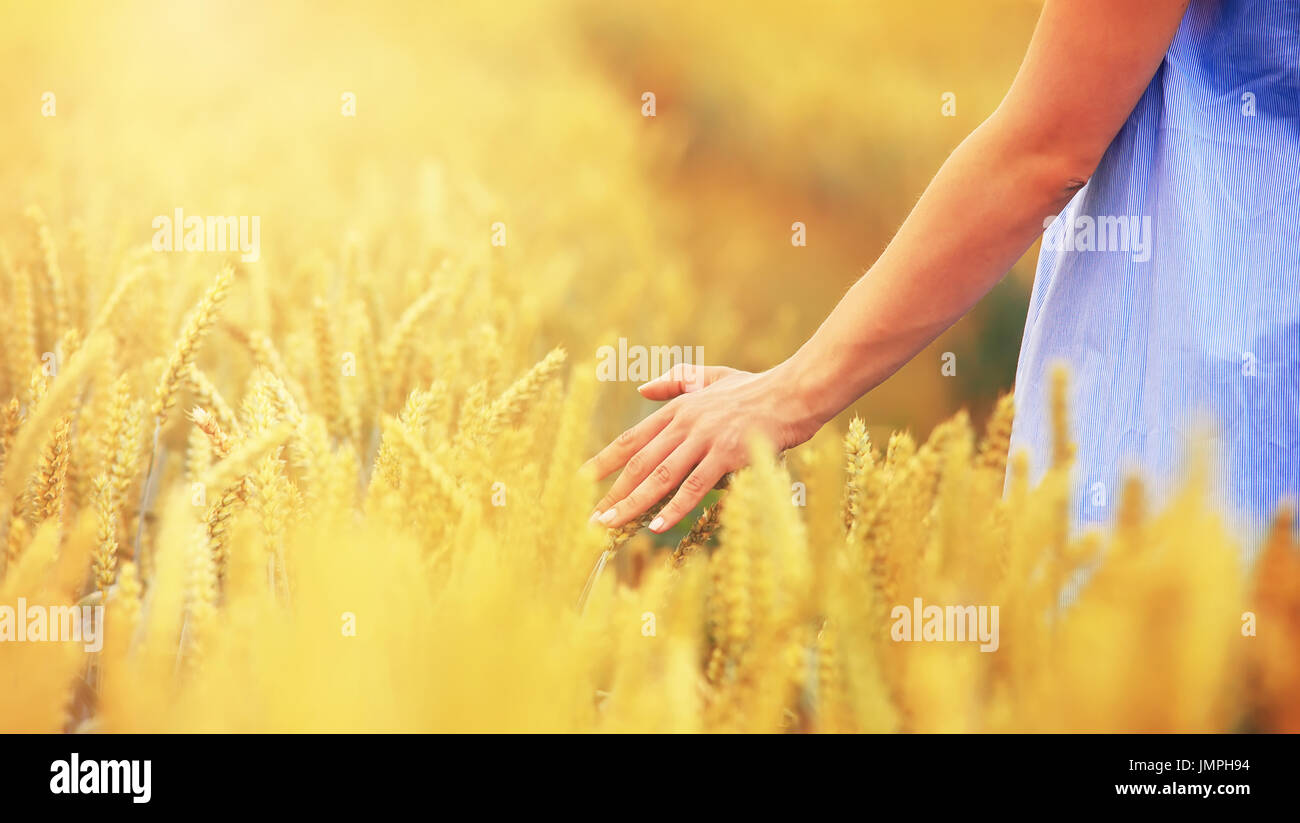 Woman hand touching golden wheat. Girl hand on golden ripe wheat ...