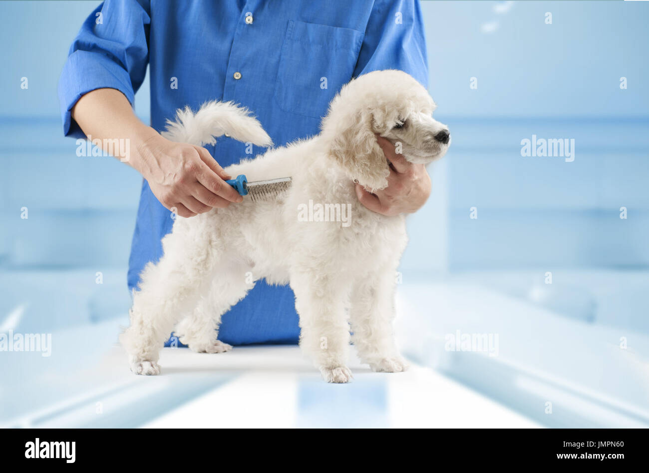 Poodle grooming at the salon for dogs Stock Photo Alamy