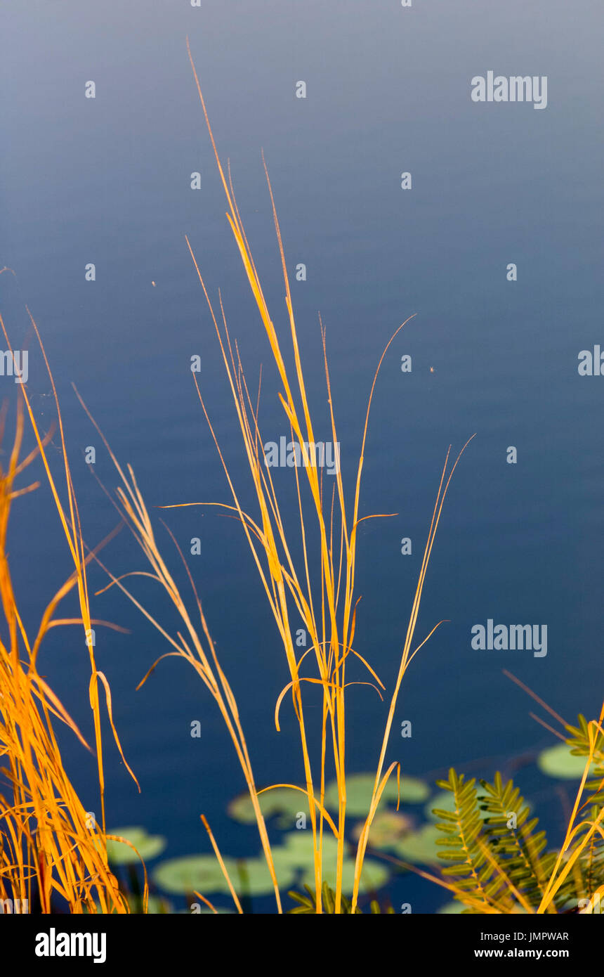 bright golden native grasses beside blue water, Lake Bennett N.T. Australia Stock Photo