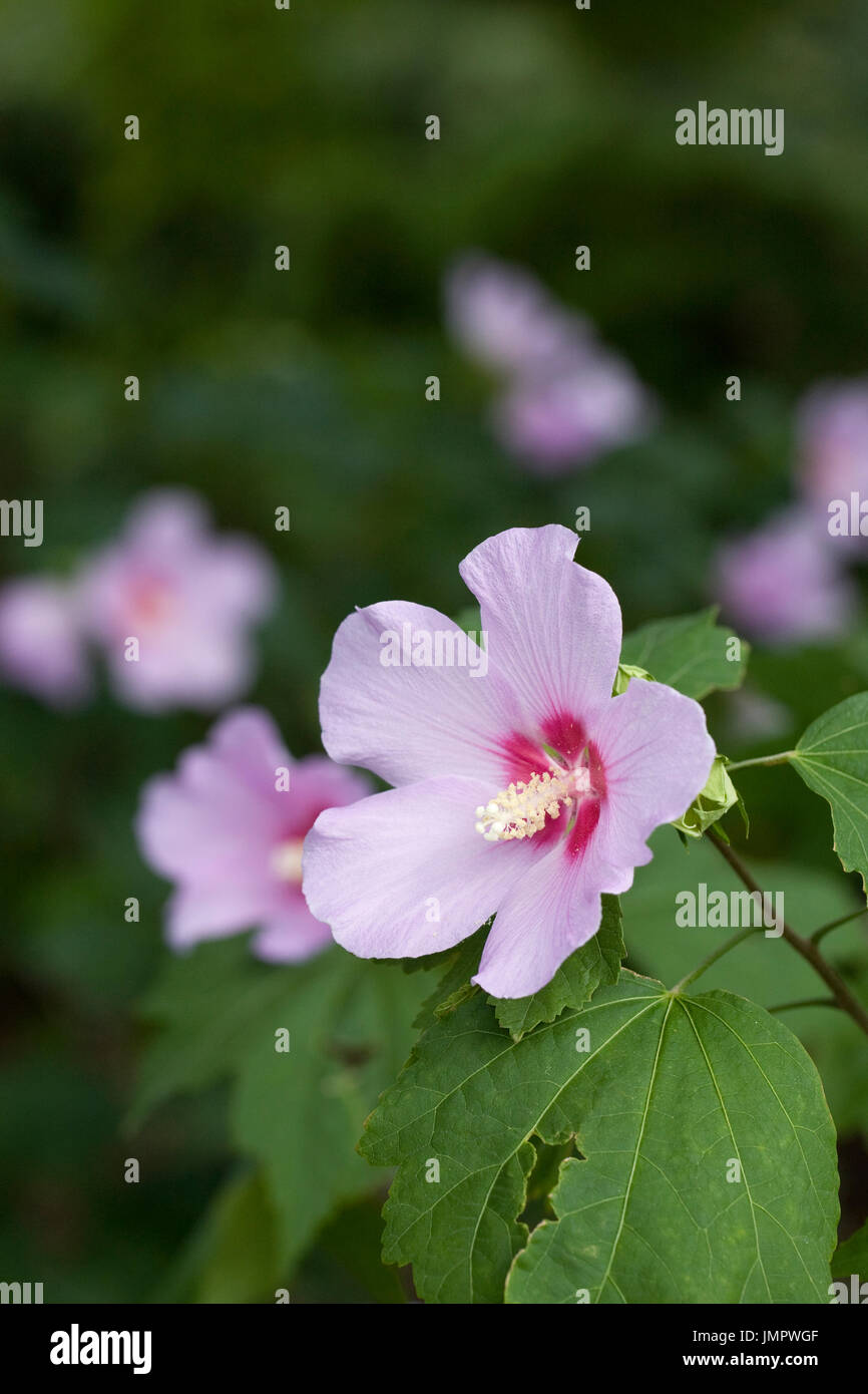 Hibiscus syriacus 'Woodbridge' flowers. Stock Photo