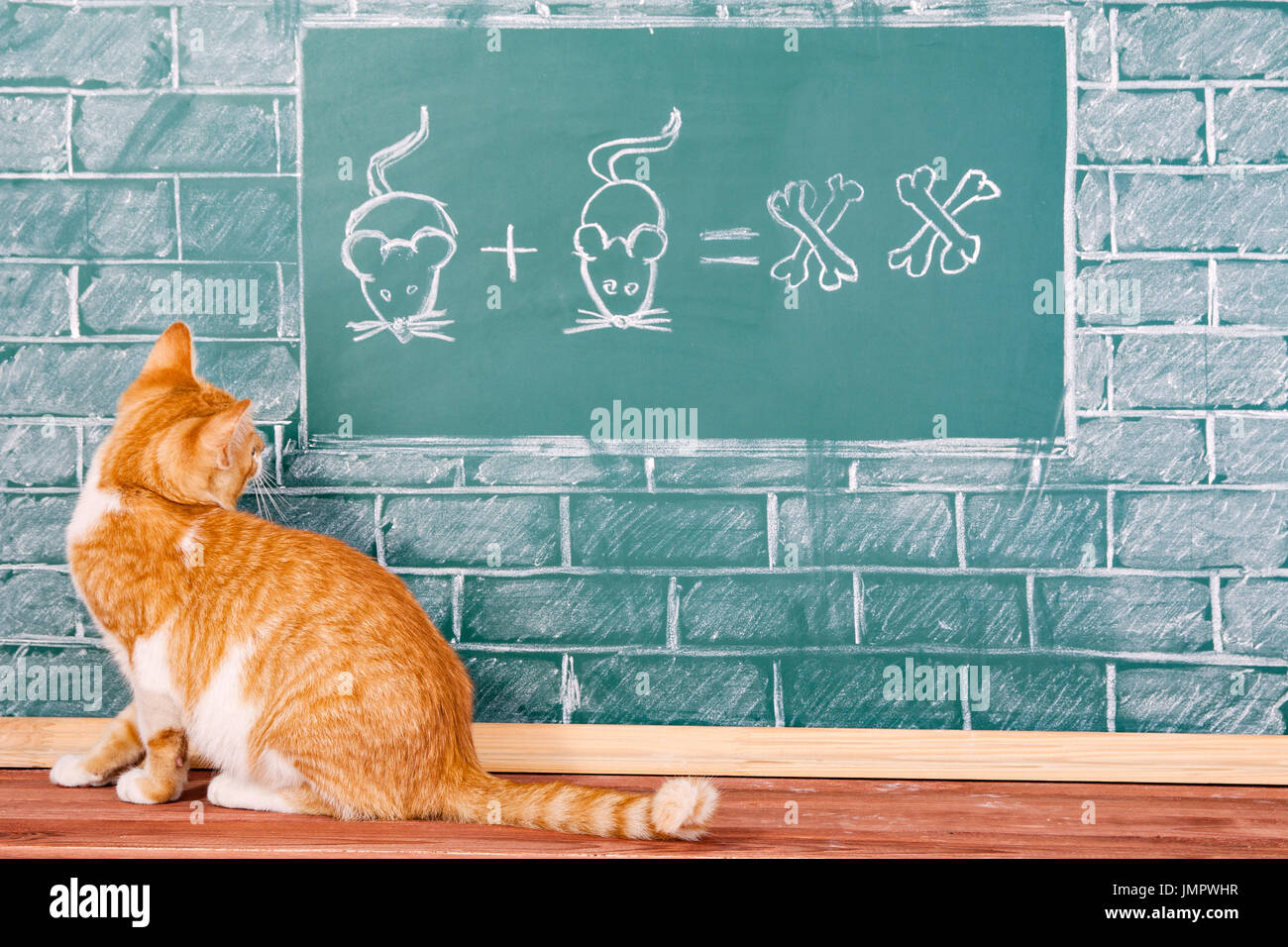 Cat Maths Archives - Creative Maths