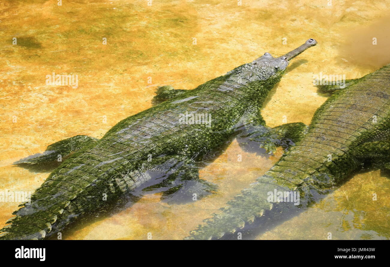 The gharial (Gavialis gangeticus) also known as the gavial and the fish-eating crocodile is a crocodilian of the family Gavialidae Stock Photo