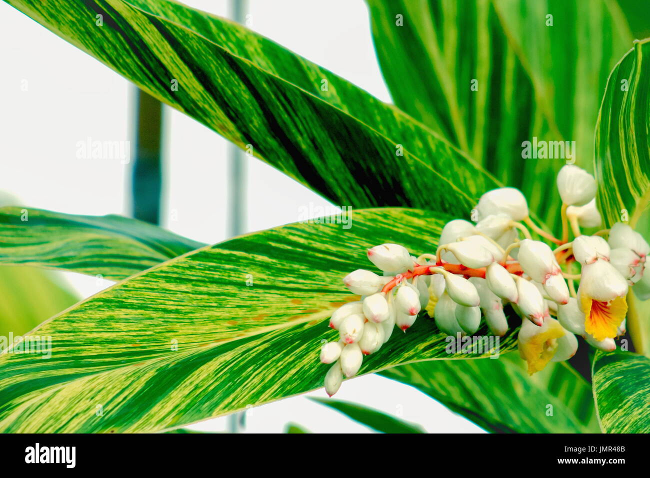 Close up image of Shell Ginger Plant showing leaves and flowers. Stock Photo