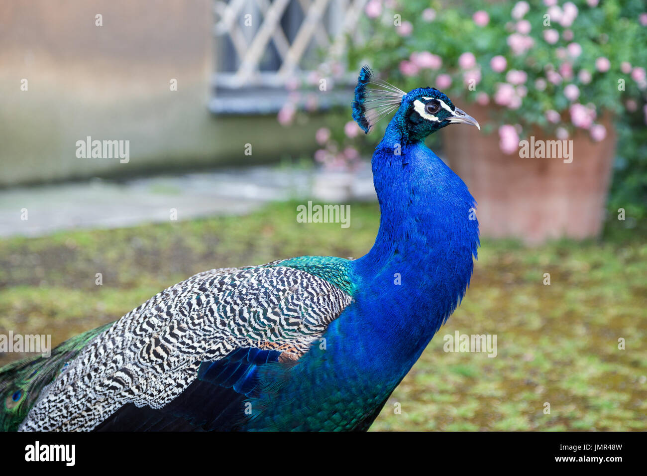 Close-up of colorful Peacock (Indian peafowl or blue peafowl (Pavo cristatus)) at the Vojan Gardens (Vojanovy sady) in Prague, Czech Republic. Stock Photo