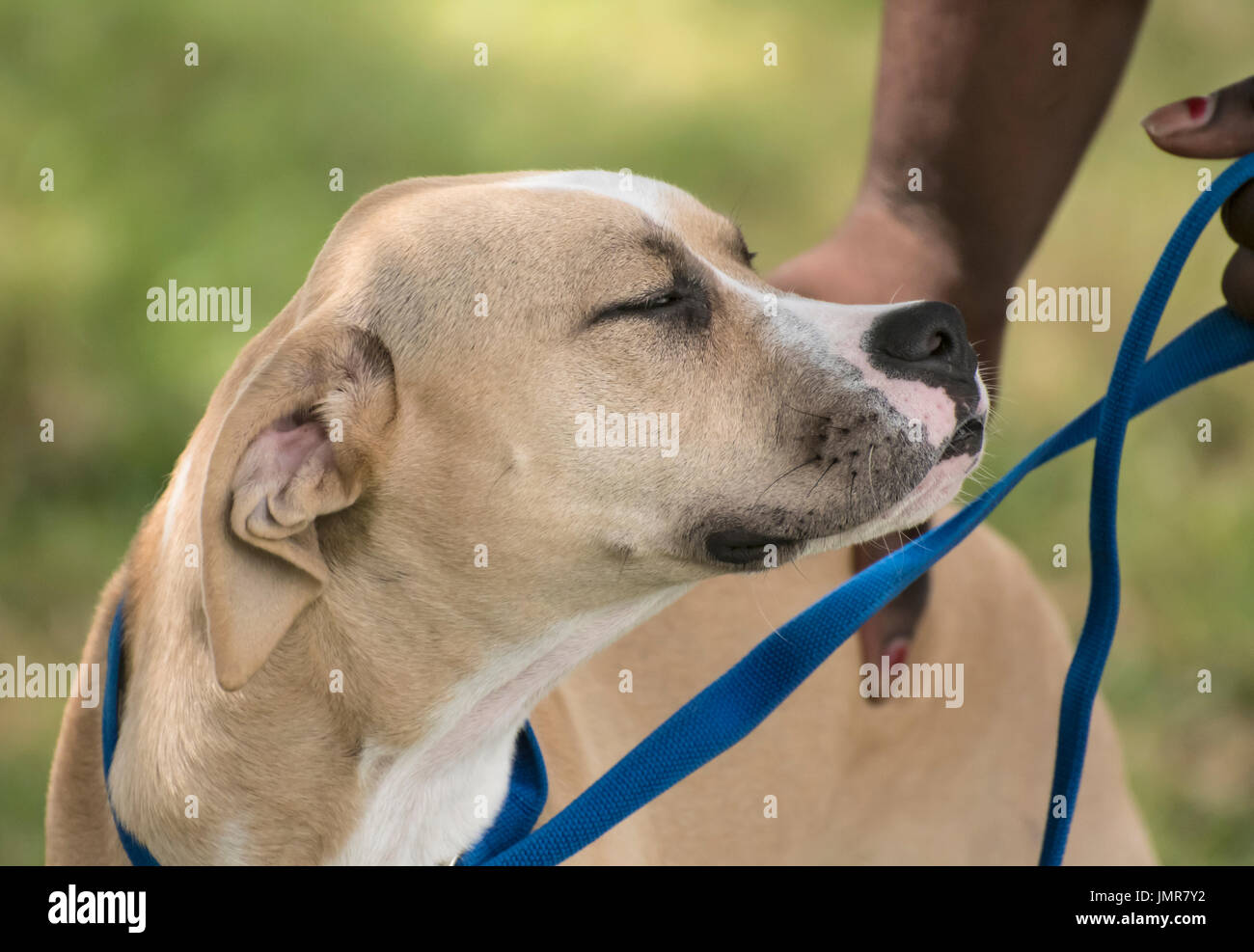 Head-and-shoulders portrait of handsome, intelligent-looking dog. Stock Photo