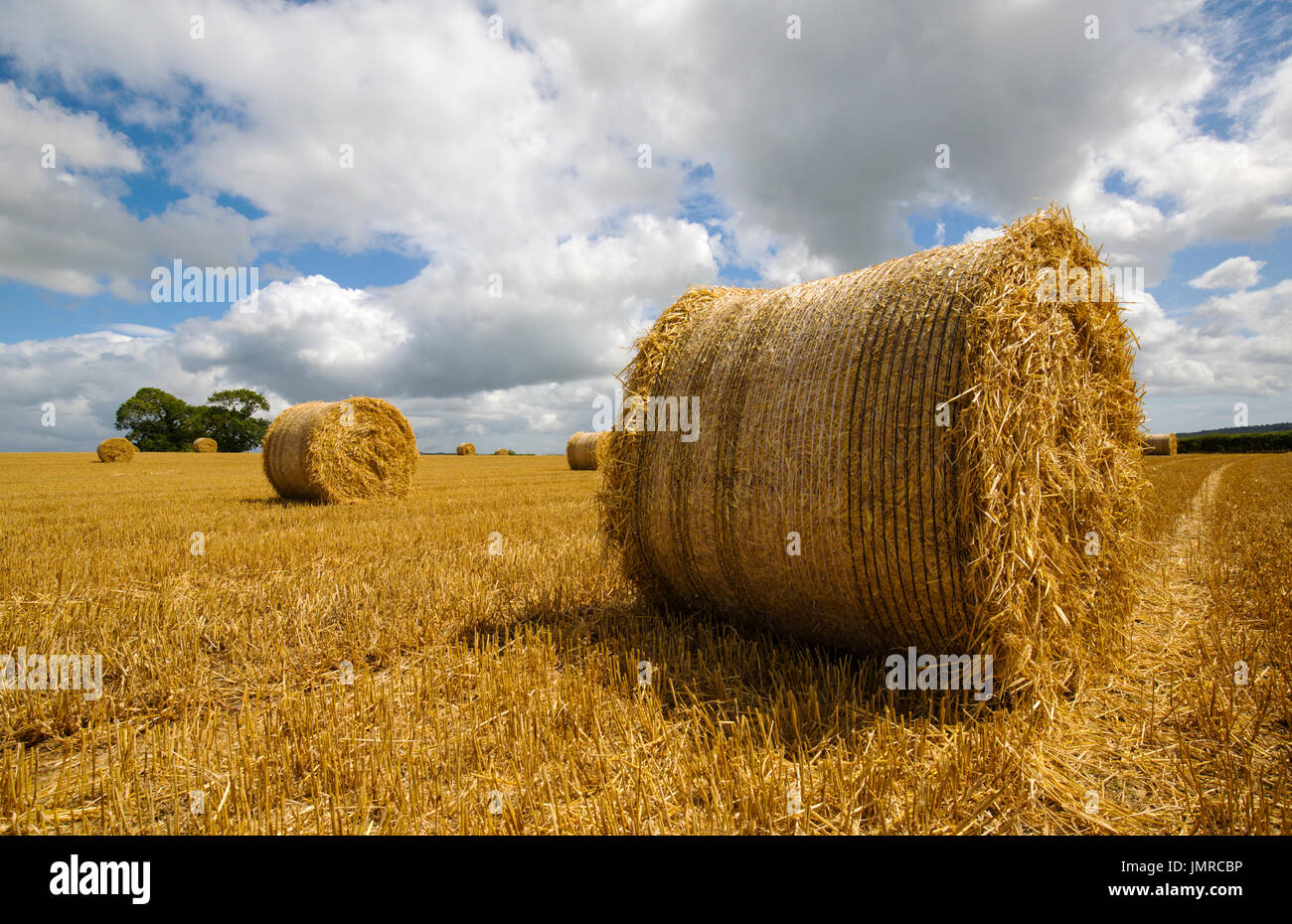 Straw bales in farmers field in rural location Stock Photo Alamy