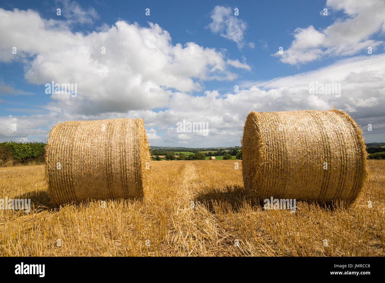 Straw Bales in Barley Field in Cornwall Stock Photo Alamy