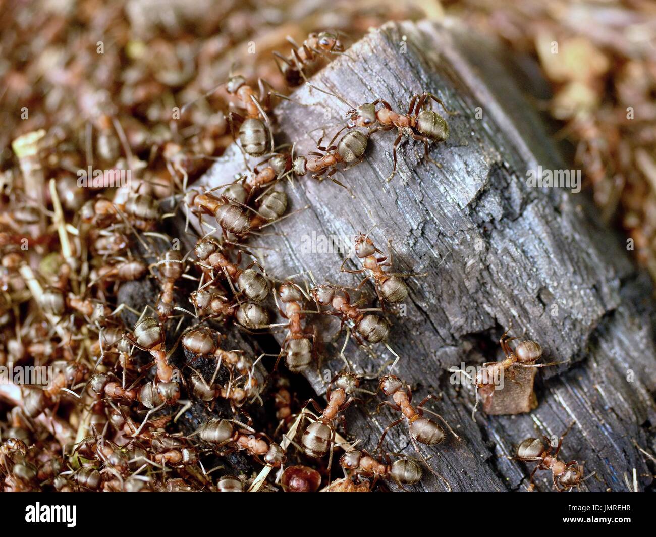 Big charred wood in middle of wild ants build their anthill. Ant family ...