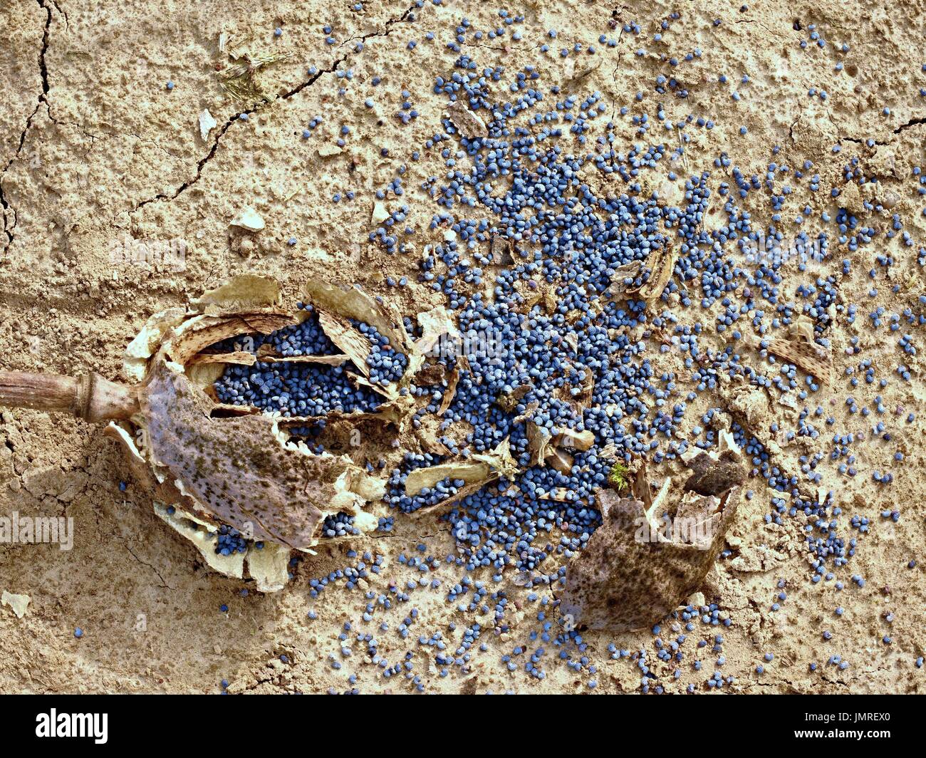 Old dry broken poppy heads on dry ground of cracked clay. Brown poppy heads with marks of noble. Stock Photo