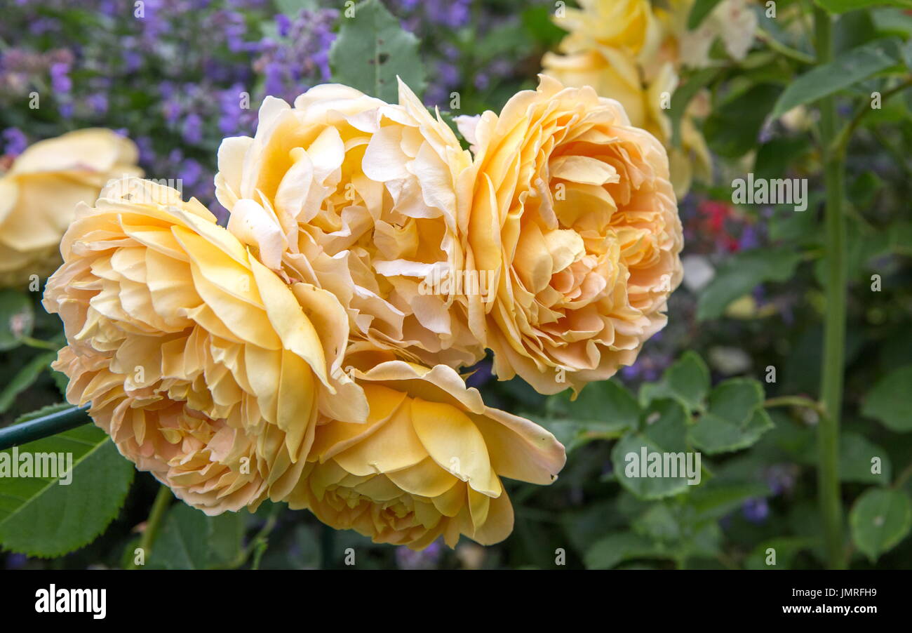 Blooming yellow English rose in the garden on a sunny day. David Austin Rose Charlotte Stock Photo
