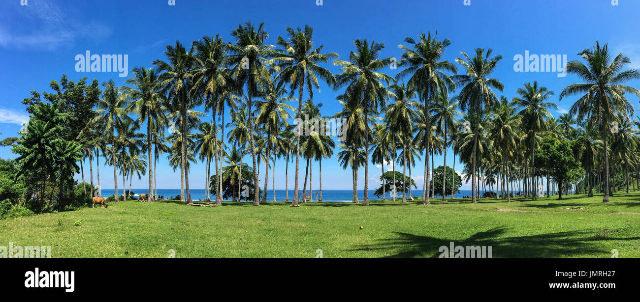 Coconut plantation in Lombok, Indonesia. Lying to the east of Bali, Lombok is the quieter and less developed alternative to its more famous neighbour. Stock Photo