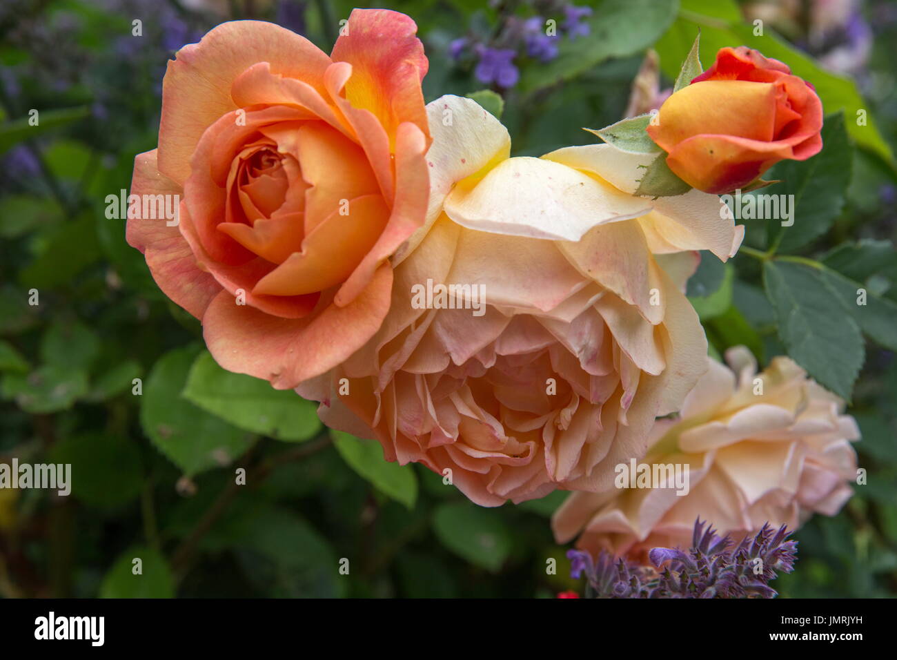 Blooming orange English rose in the garden on a sunny day. David Austin Rose Charlotte Stock Photo