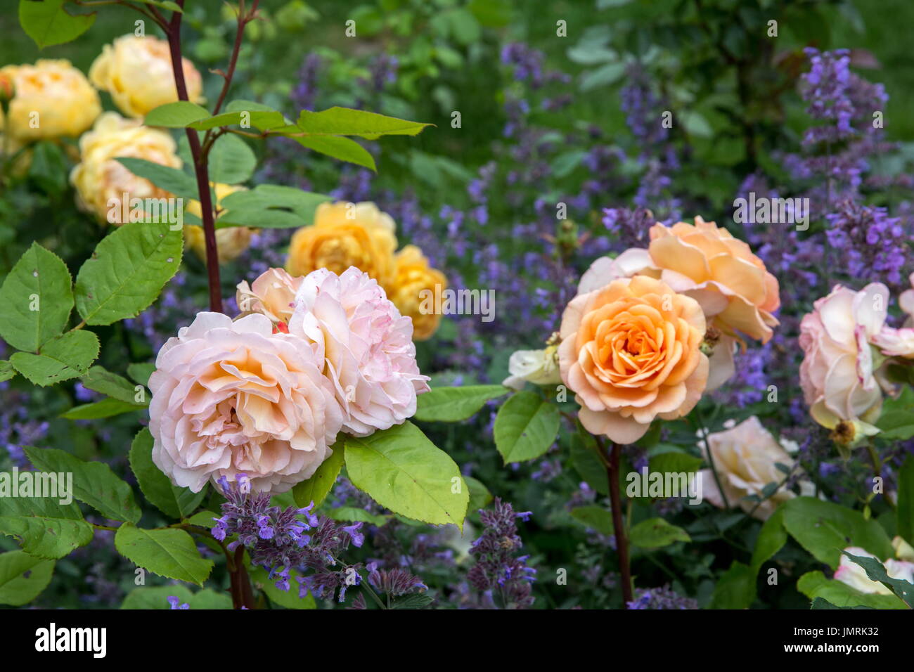 Blooming yellow orange English roses in the garden on a sunny day. 'Charles Austin' Rose Stock Photo