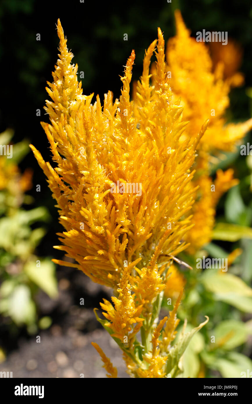 Celosia Plants High Resolution Stock Photography And Images Alamy Celosia Plants High Resolution Stock Photography And Images Alamy
