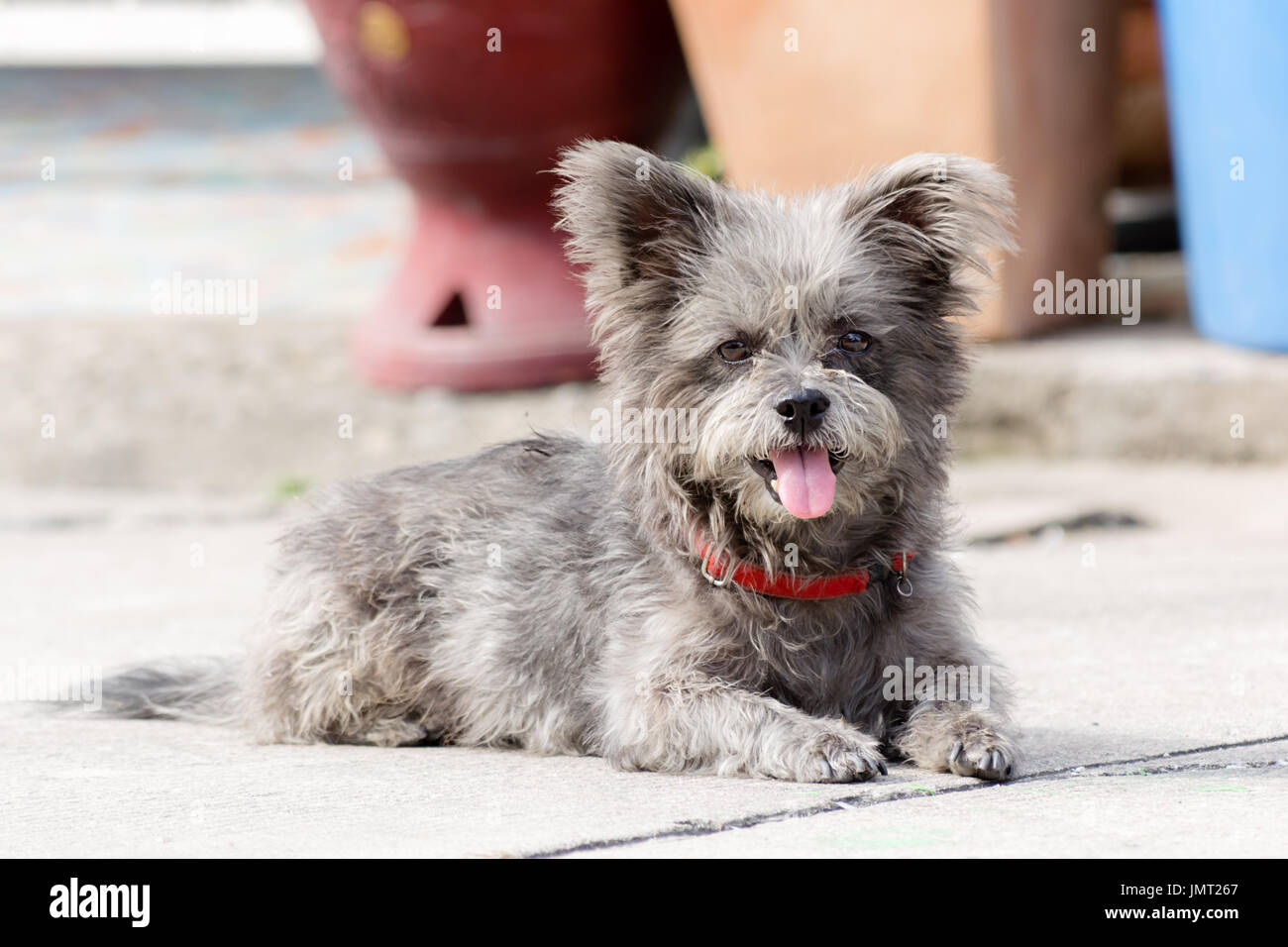 Portrait of a cute dog sitting on the floor Stock Photo - Alamy