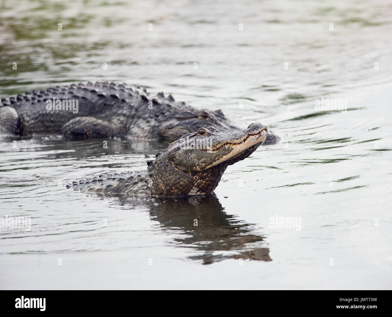 Two large alligators in Florida lake Stock Photo - Alamy