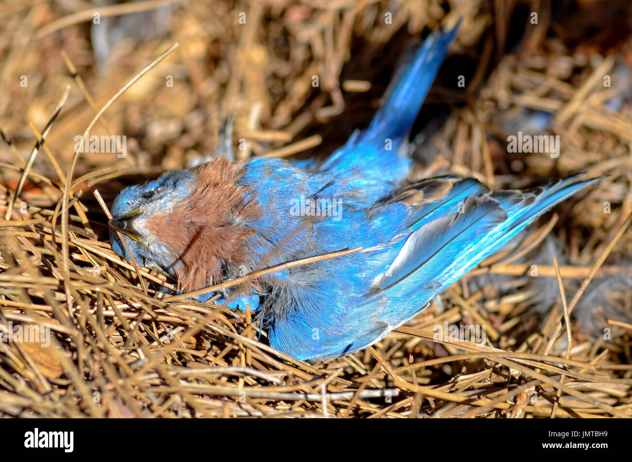 dead-blue-bird-stock-photo-alamy