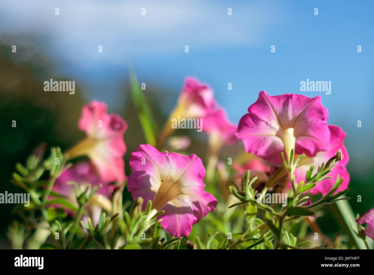 Closeup on pink petunias in home made pot, blurred blue cloudy sky Stock Photo