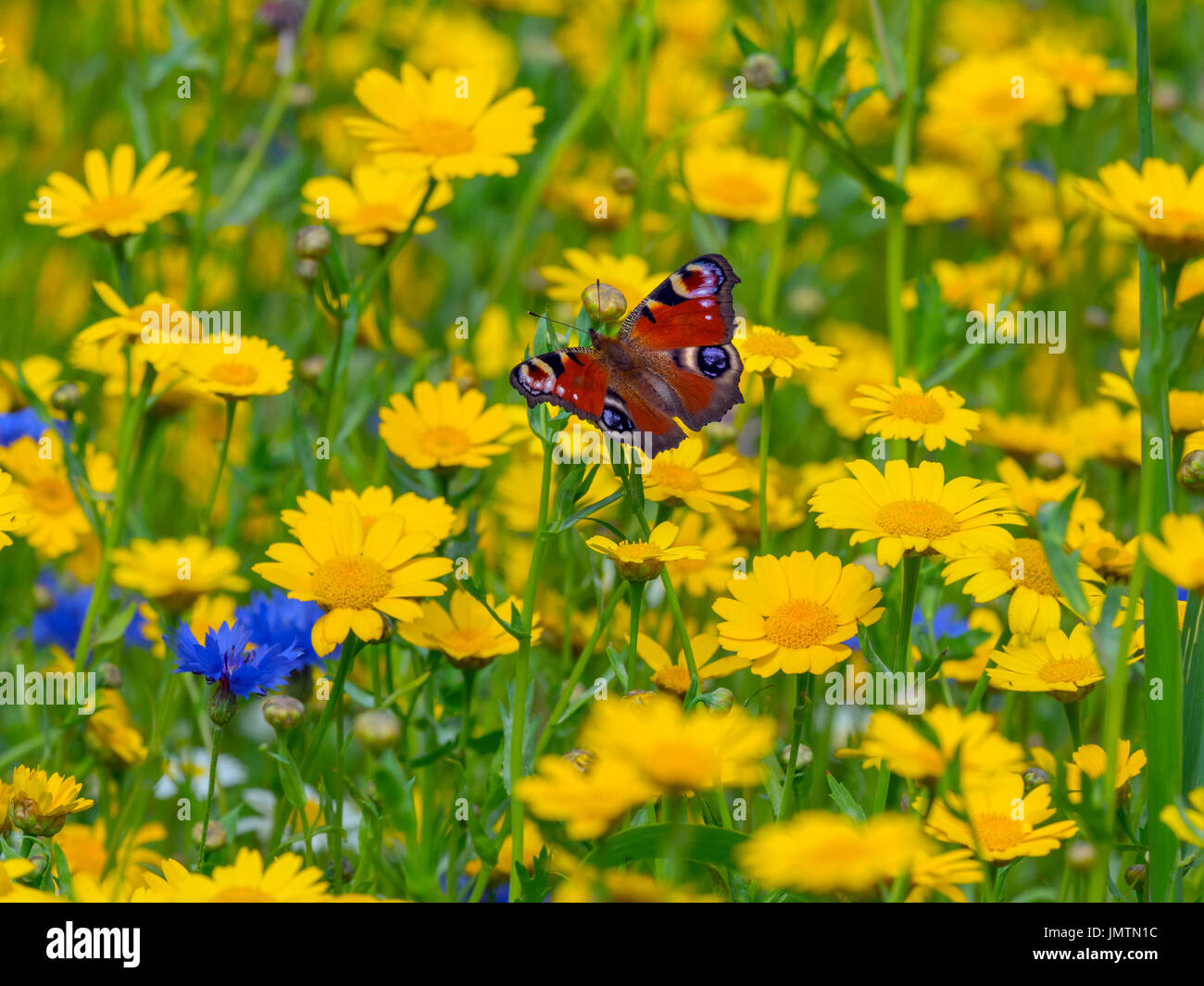 Peacock Butterfly Inachis io feeding in mass of corn marigolds in agricultural headland Stock Photo