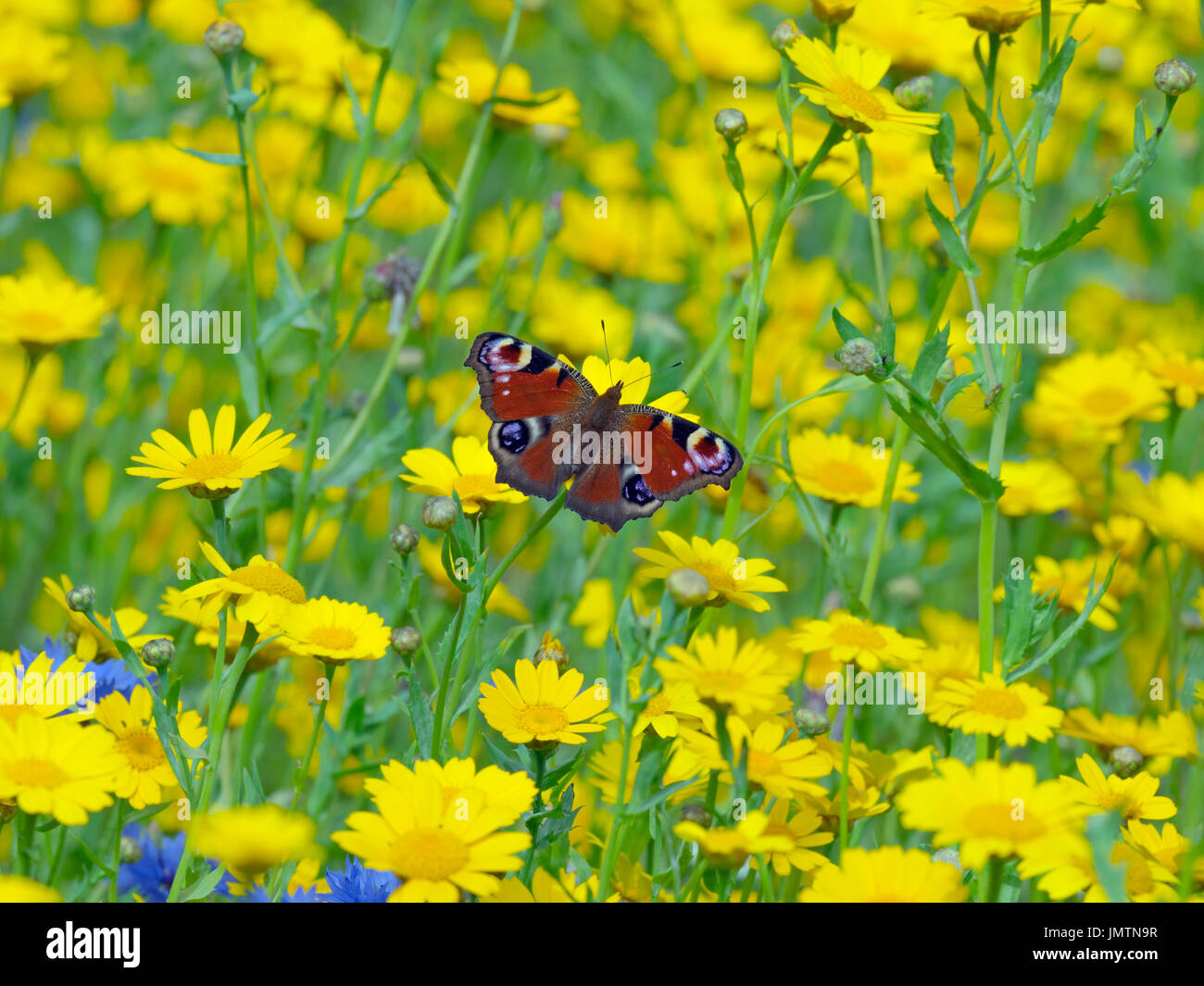 Peacock Butterfly Inachis io feeding in mass of corn marigolds in agricultural headland Stock Photo