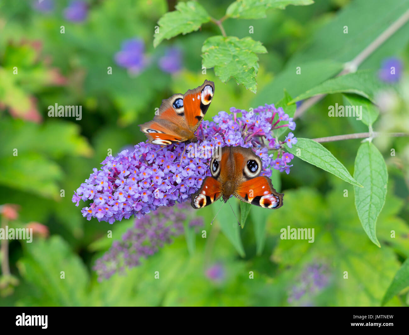 Two Peacock Butterflies Inachis io on garden buddeia Stock Photo