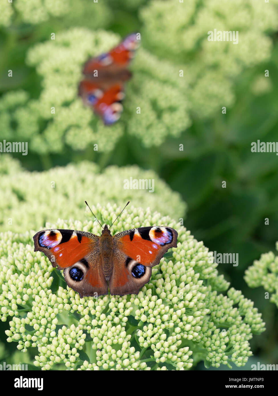 Two Peacock Butterflies Inachis io on garden ice plant Stock Photo