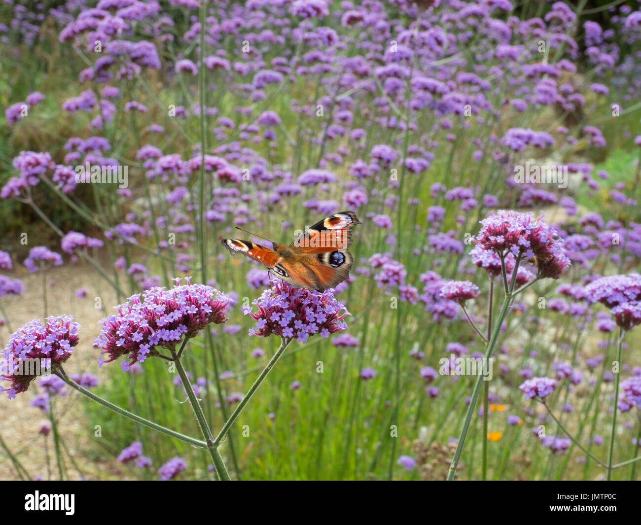 Peacock Butterfly Inachis io on garden verbena bonariensis Stock Photo