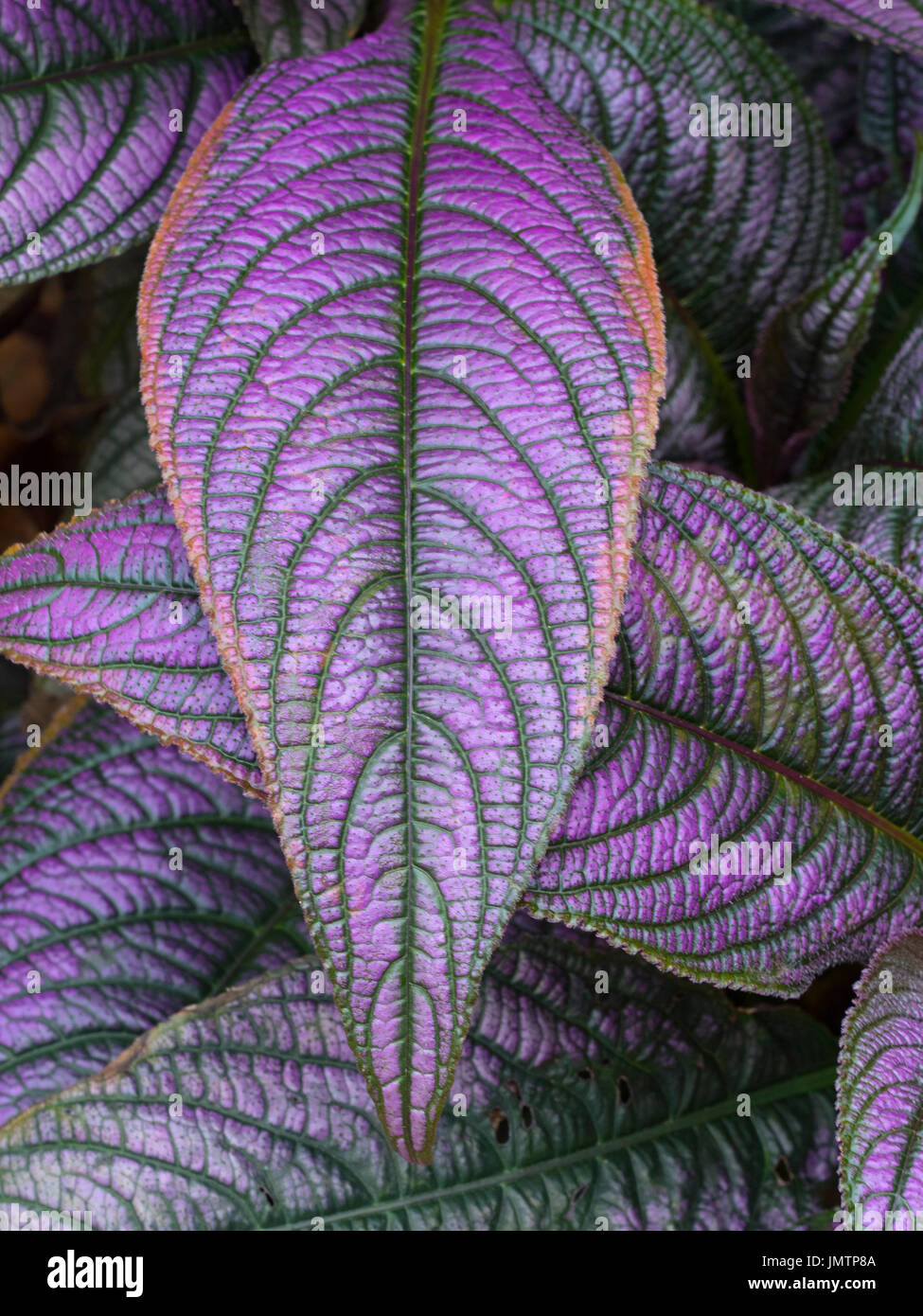 Persian Shield Strobilanthes dyeriana Stock Photo Alamy
