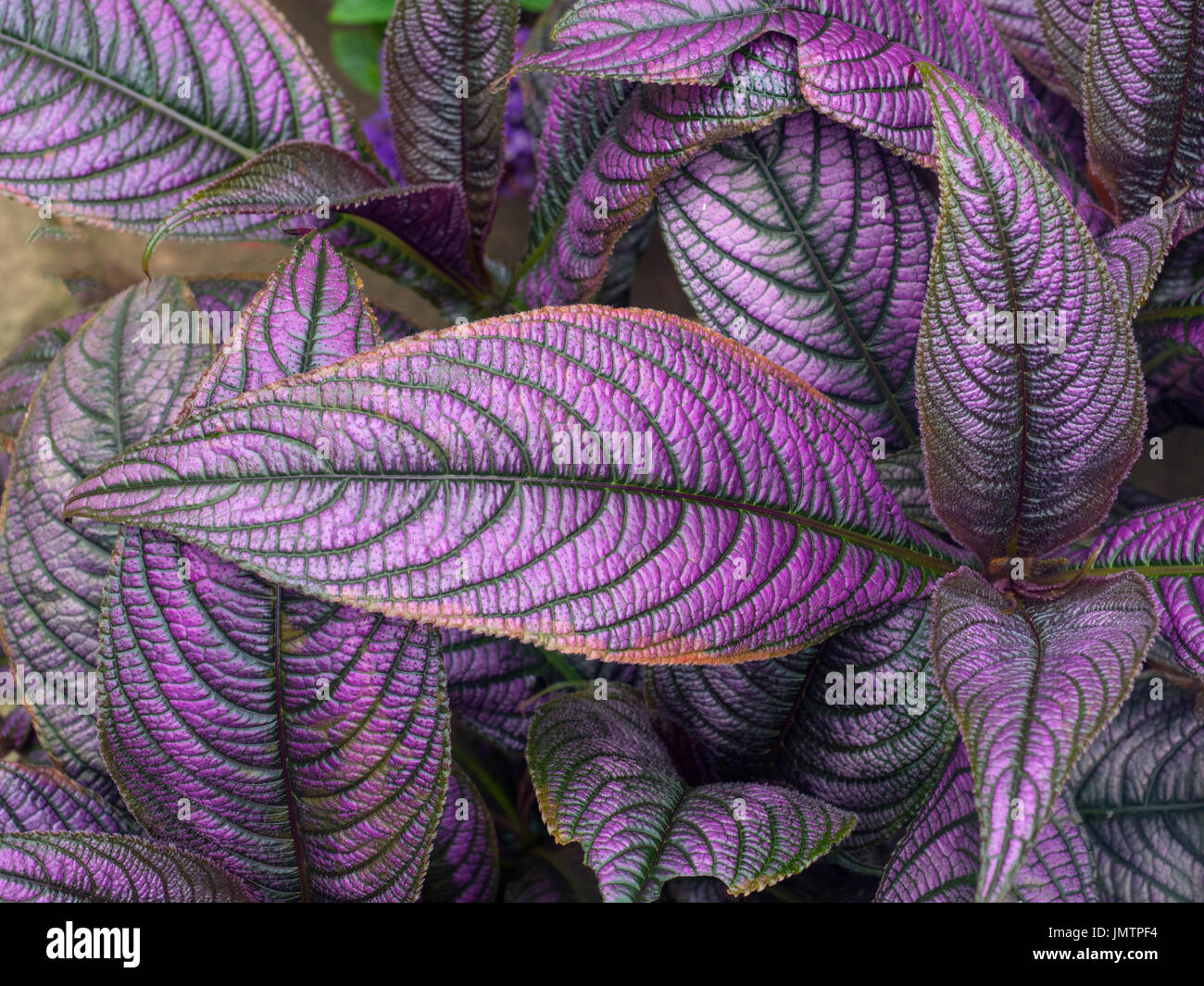 Persian Shield Strobilanthes dyeriana Stock Photo