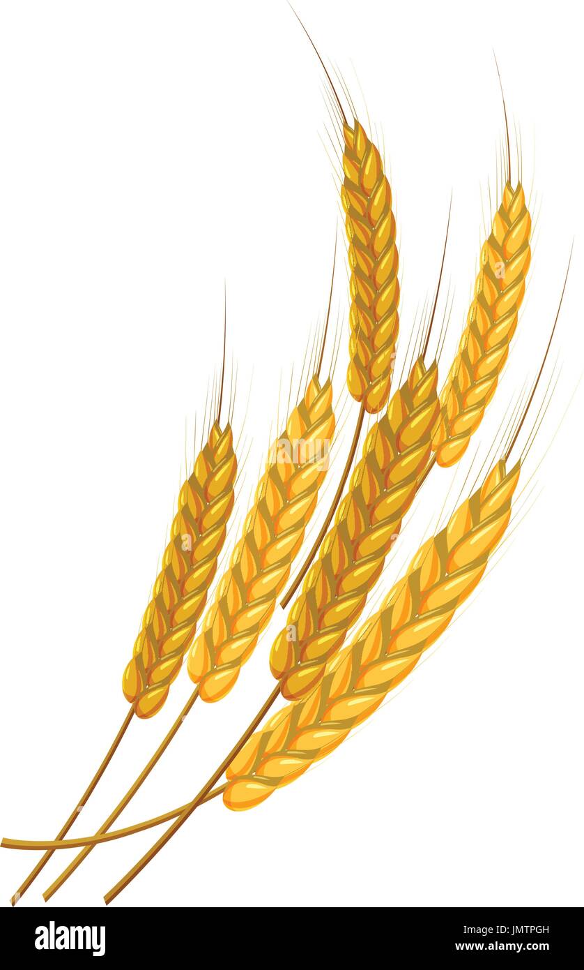 Bunch of wheat icon, cartoon style Stock Vector Image & Art - Alamy