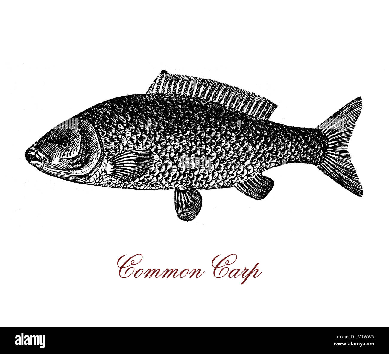 Vintage engraving of common carp, freshwater fish since antiquity important food resource for humans Stock Photo