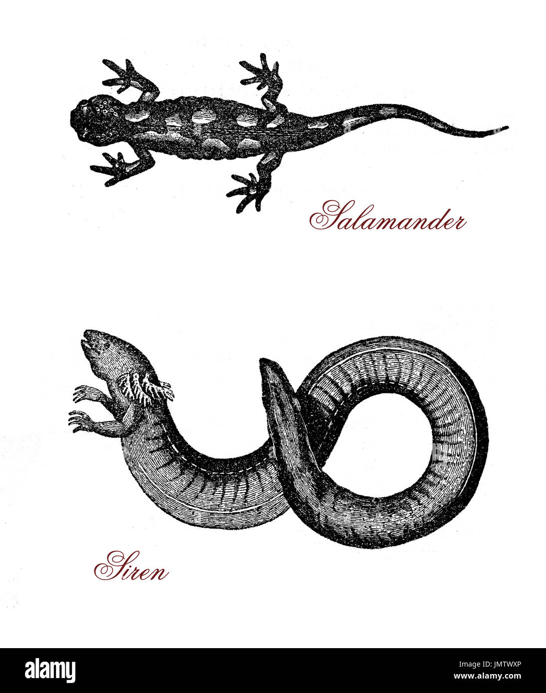 Vintage engraving of siren, aquatic salamander similar to eel and partially herbivorous, and spotted salamander, amphibian lizard-like normally black with yellow-orange spots. Stock Photo
