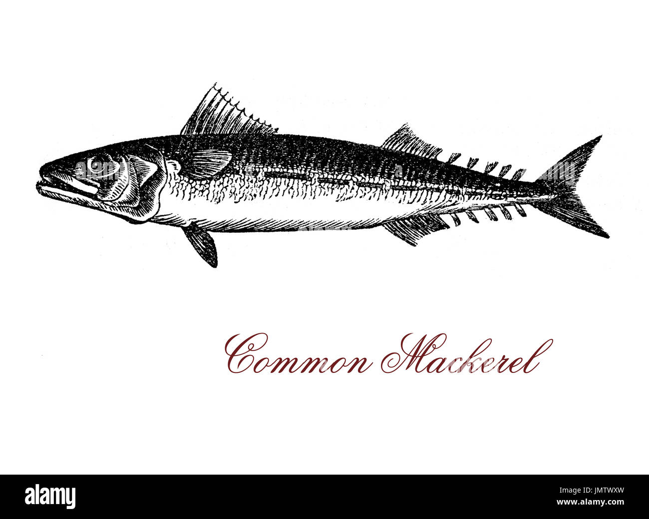 Atlantic mackerel common mackerel Cut Out Stock Images & Pictures Alamy