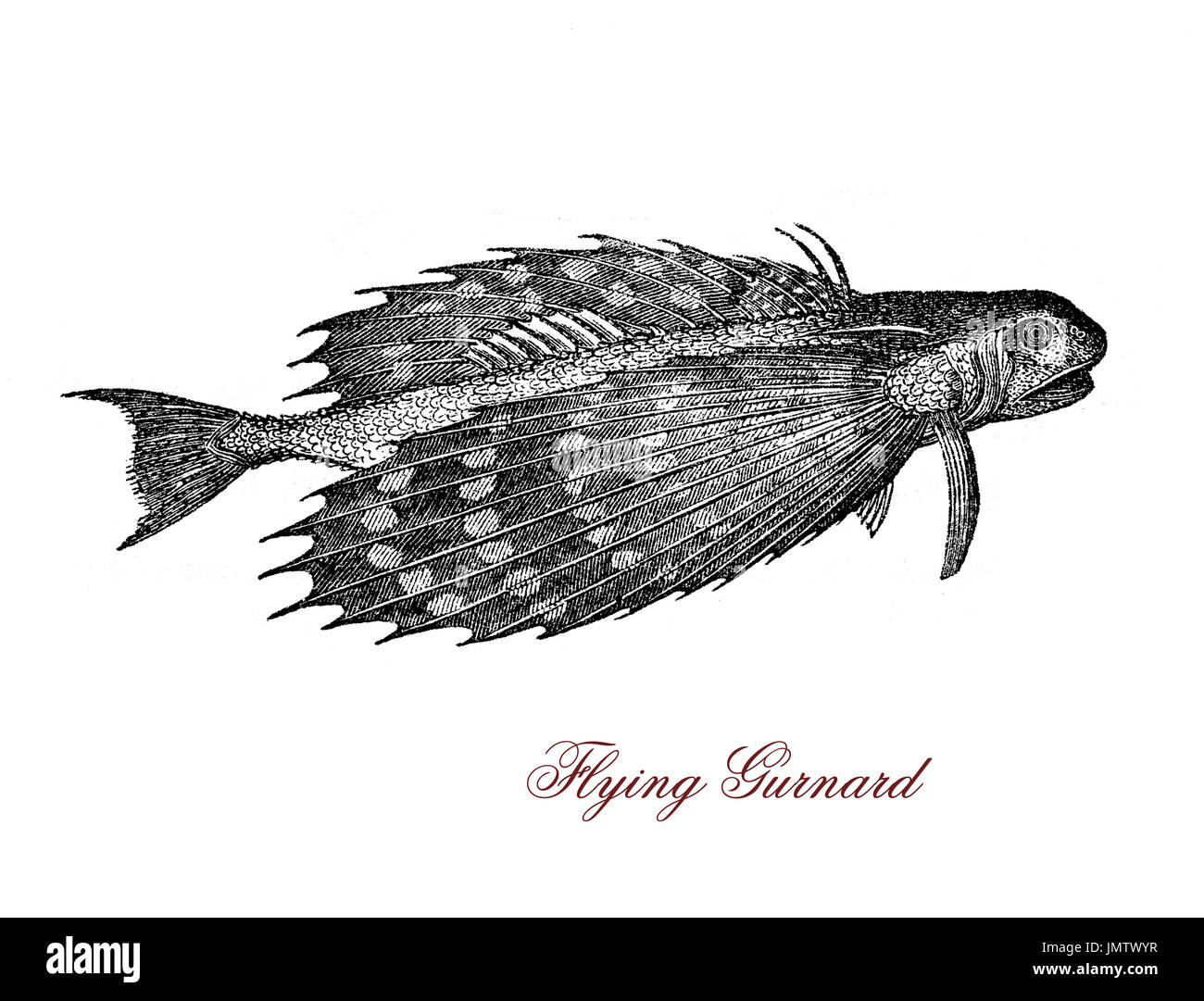 Vintage engraving of flying gurnard, tropical fish of Atlantic Ocean with semi-transparent bright blue phosphorescent 'wings' Stock Photo