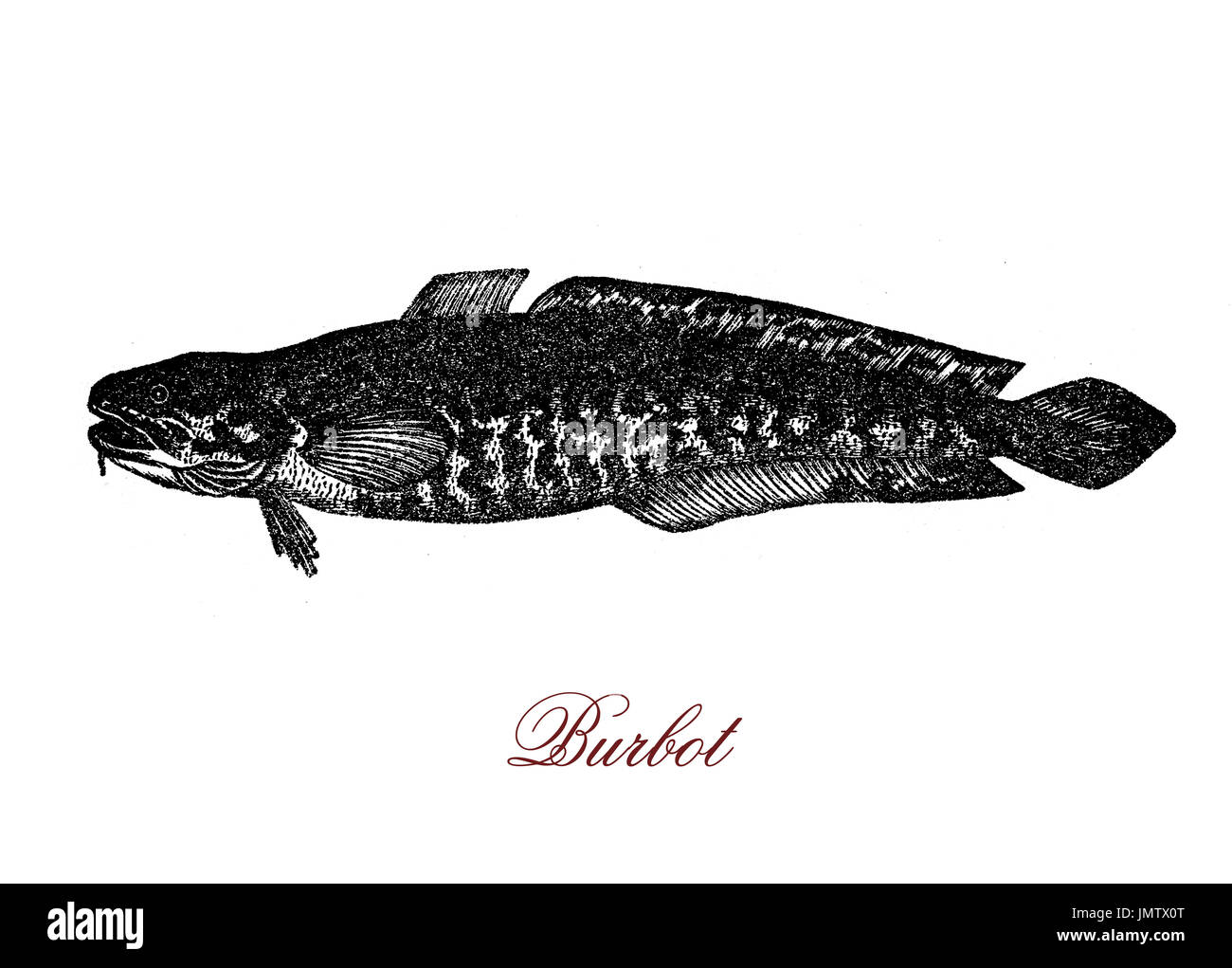 Vintage engraving of burbot, freshware circumpolar fish, it has a serpent-like body and lives and breeds under ice, its name comes fron Latin as beard, for his chin wisker. Stock Photo