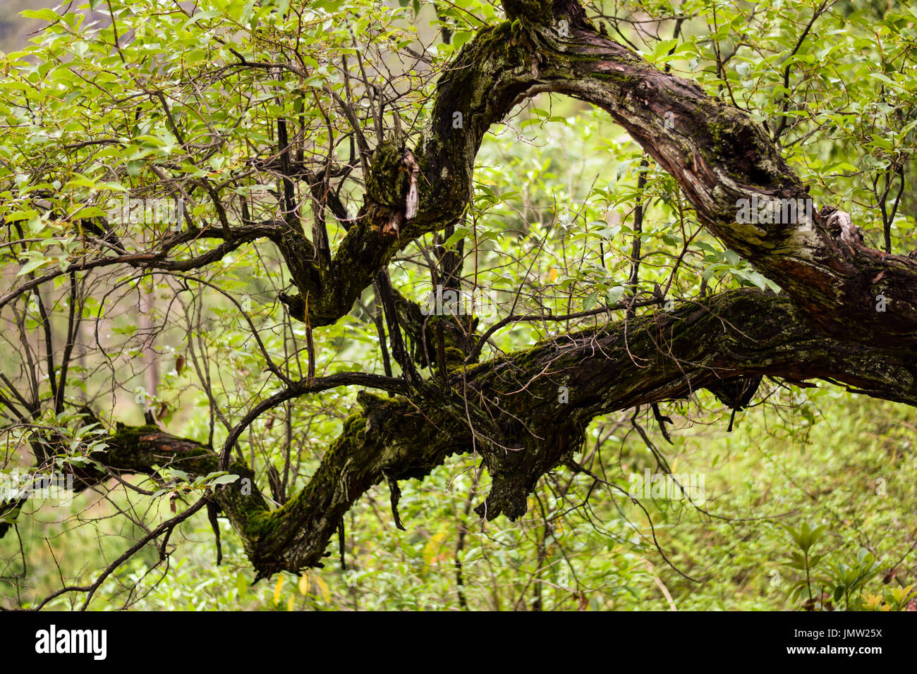 horizontal branches of a tree in a forest Stock Photo - Alamy