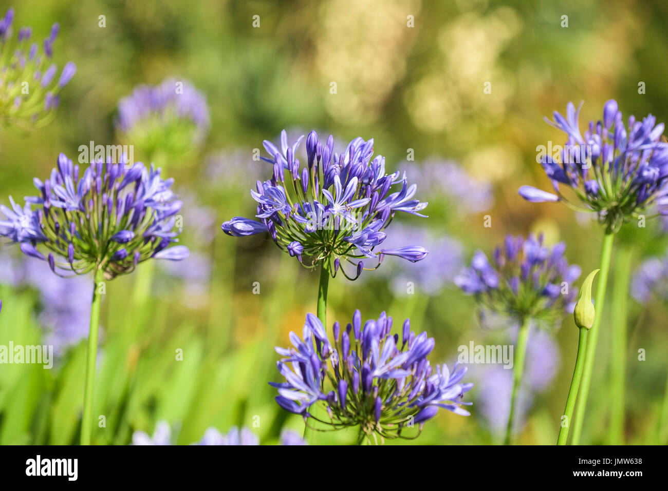 Agapanthus, African Lily, growing in Trebah Garden in Cornwall. Stock Photo
