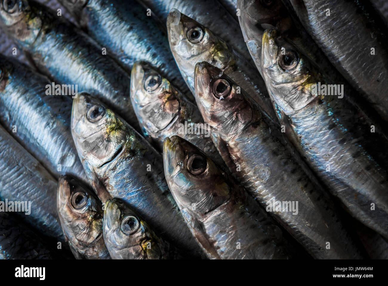 Sardines. Stock Photo