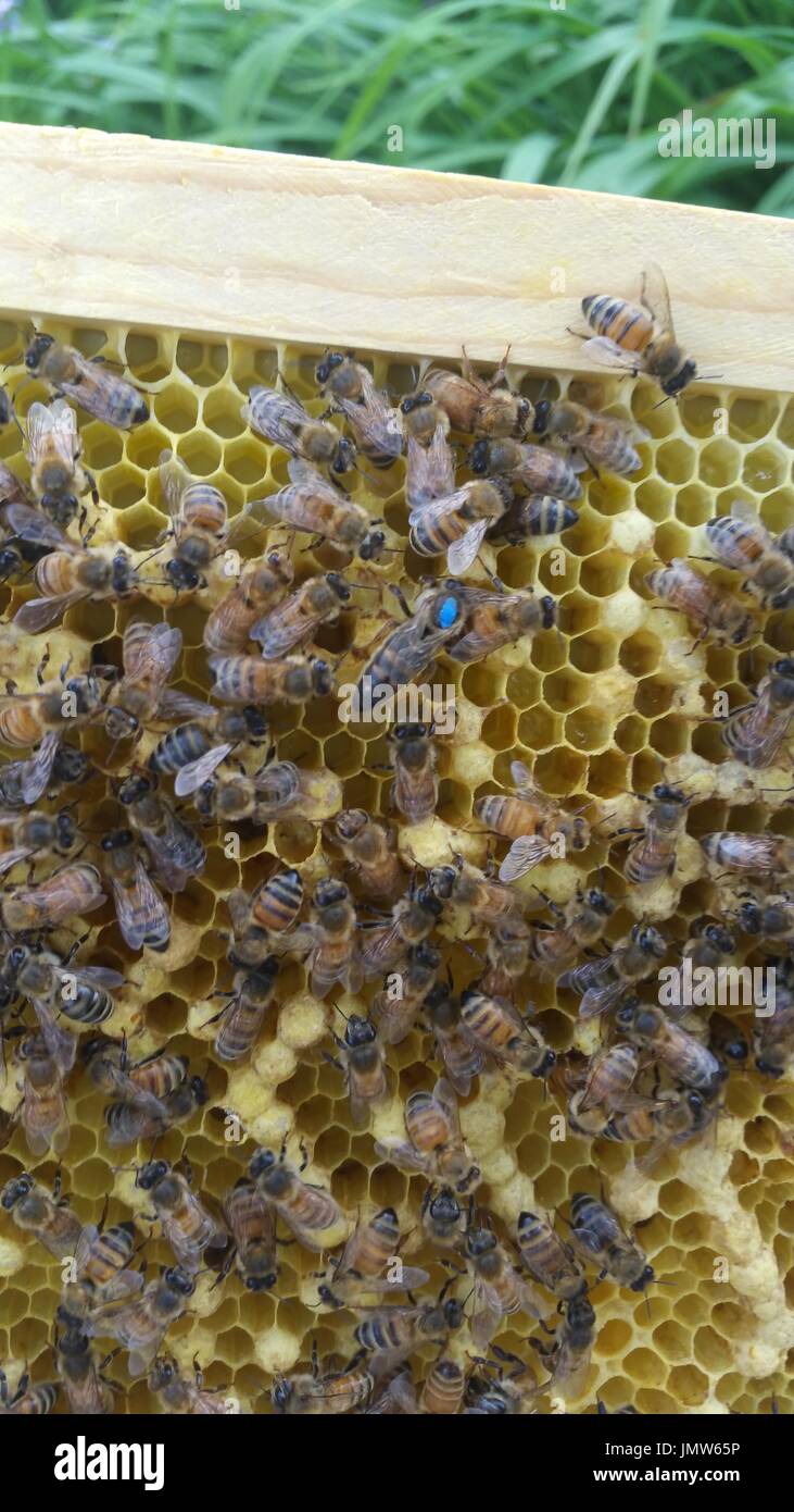 Beehive Shape High Resolution Stock Photography and Images - Alamy