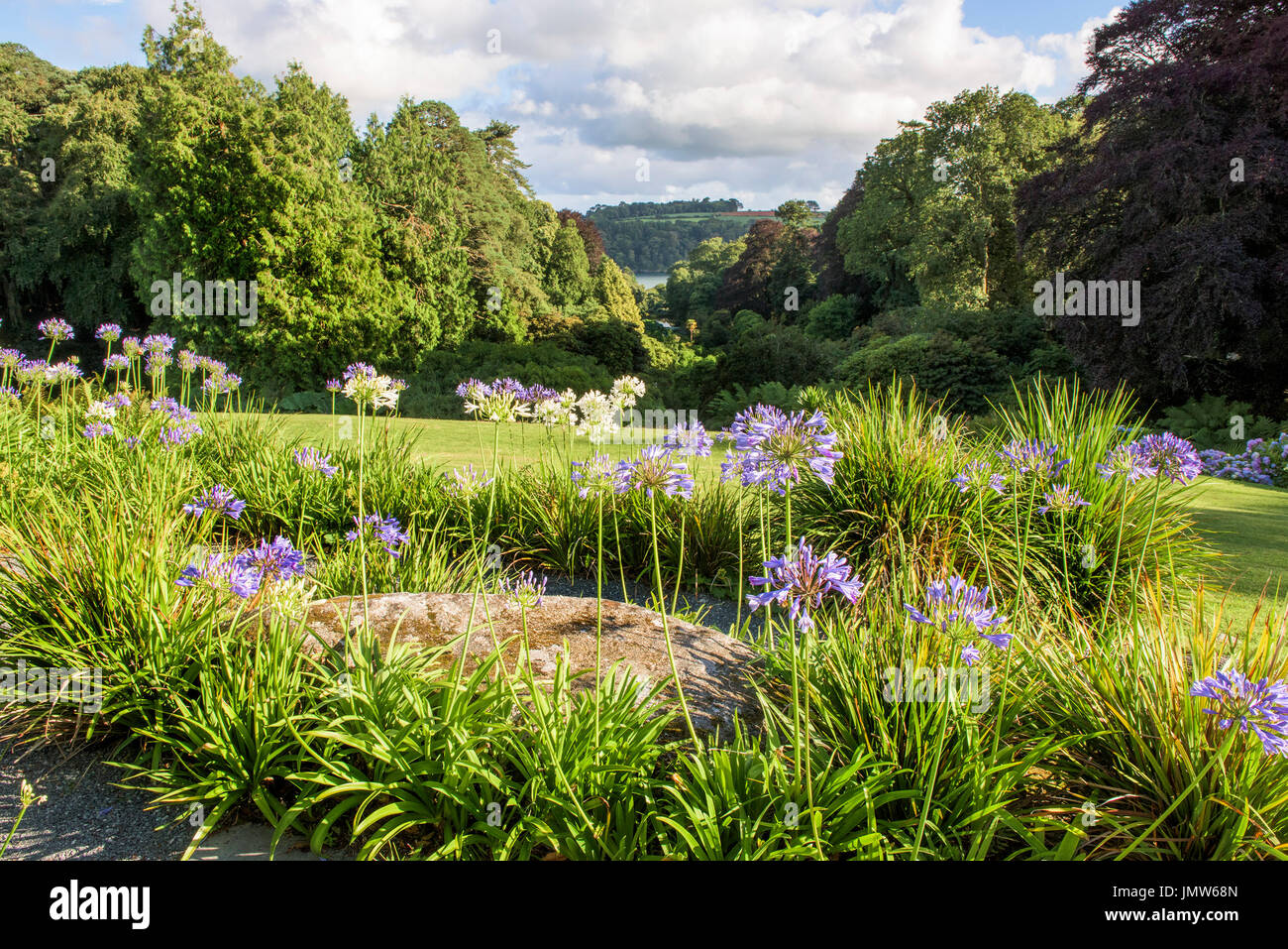 Agapanthus growing in the sub-tropical Trebah Garden in Cornwall. Stock Photo