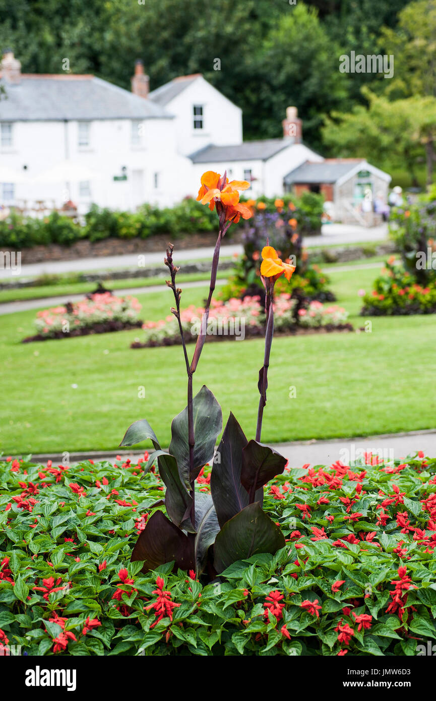 Canna Lillies growing in a flower bed at Trenance Gardens in Newquay, Cornwall. Stock Photo