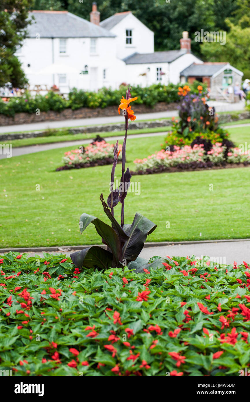 A single Canna Lily growing in a flower bed at Trenance Gardens in Newquay, Cornwall. Stock Photo