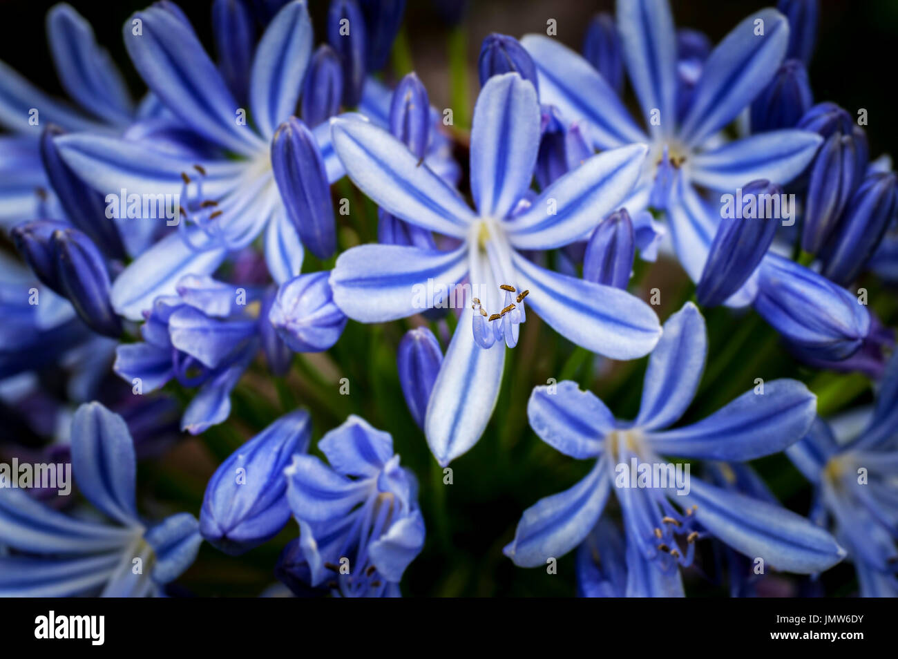 A closeup view of the stamen of Agapanthus Africanus. Stock Photo