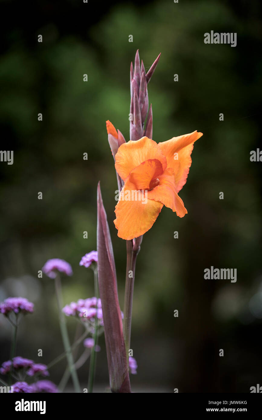 Canna Lily. Stock Photo